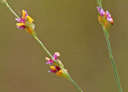 Image of torpedo grass