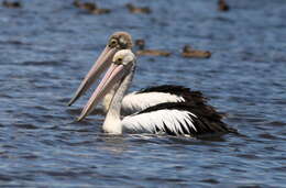 Image of pelicans