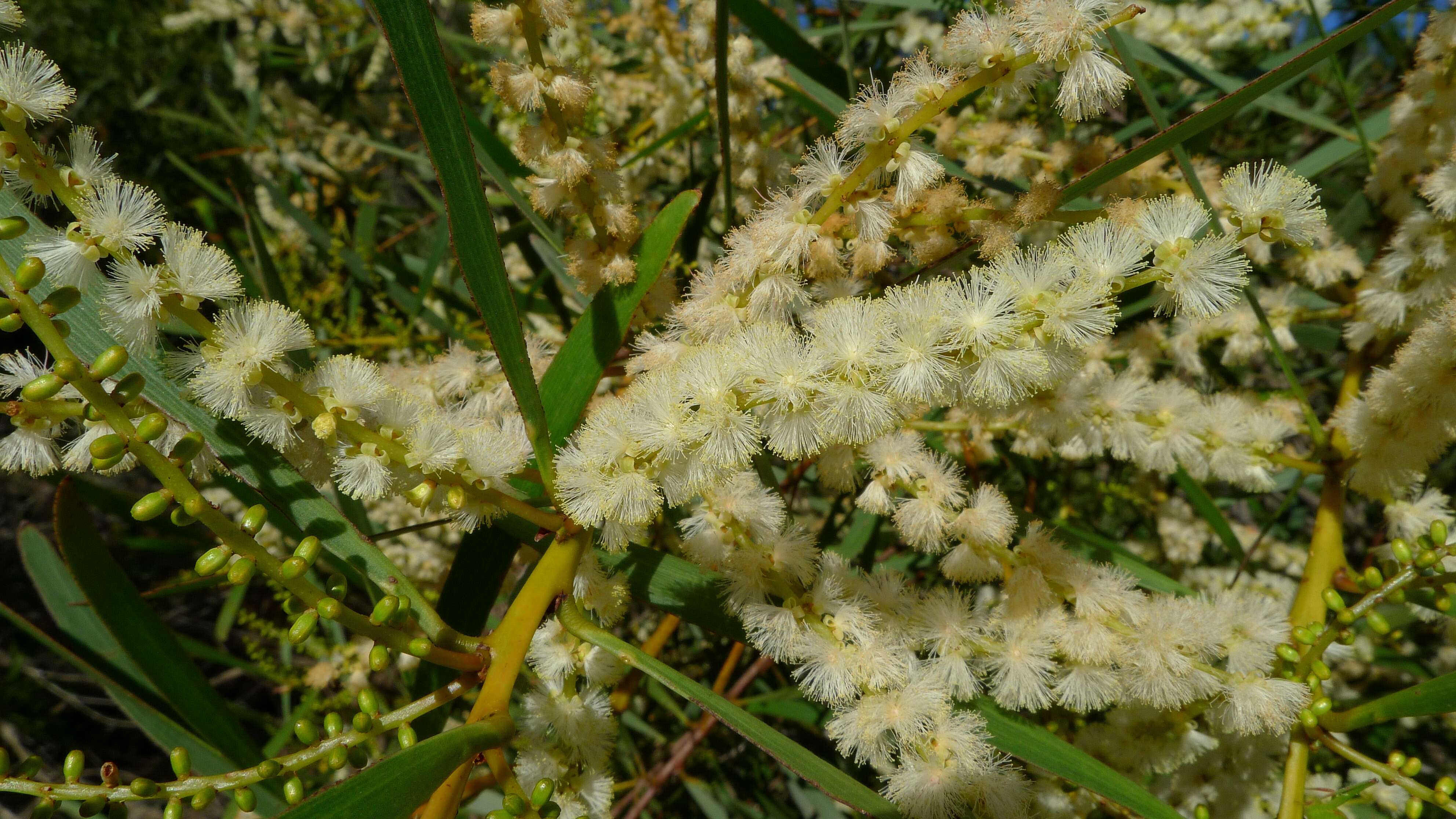 Image of Acacia obtusifolia A. Cunn.