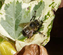 Image of Anthophorine Bees