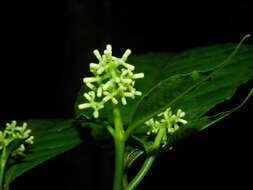 Palicourea acuminata (Benth.) Borhidi resmi