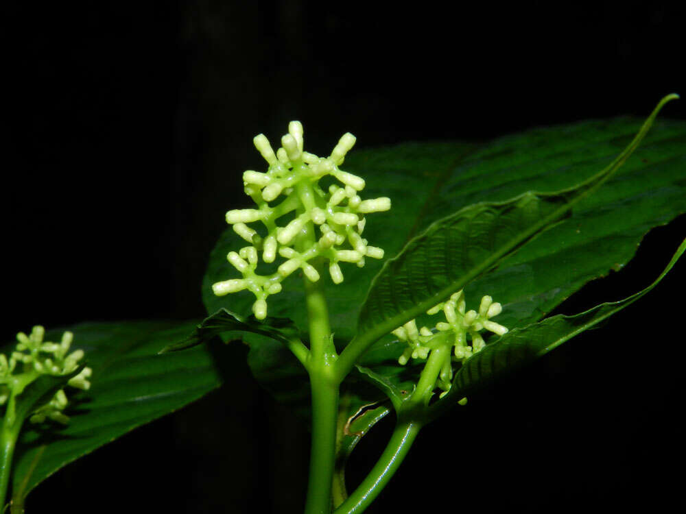 صورة Palicourea acuminata (Benth.) Borhidi