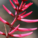 Слика од Erythrina herbacea L.