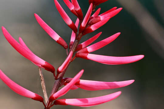 Plancia ëd Erythrina herbacea L.