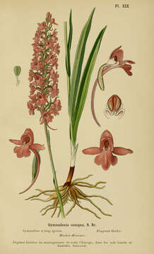 Image of Rein Orchids