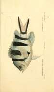 Image of Sergeant Fish