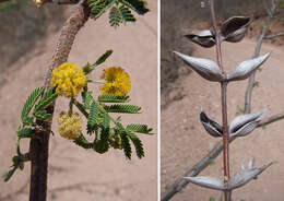 Слика од Vachellia campeachiana (Mill.) Seigler & Ebinger