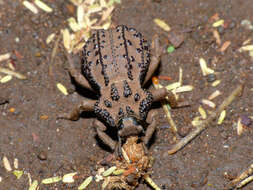 Image of Amachla sulcicollis