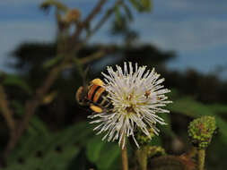 Image of sensitive plant