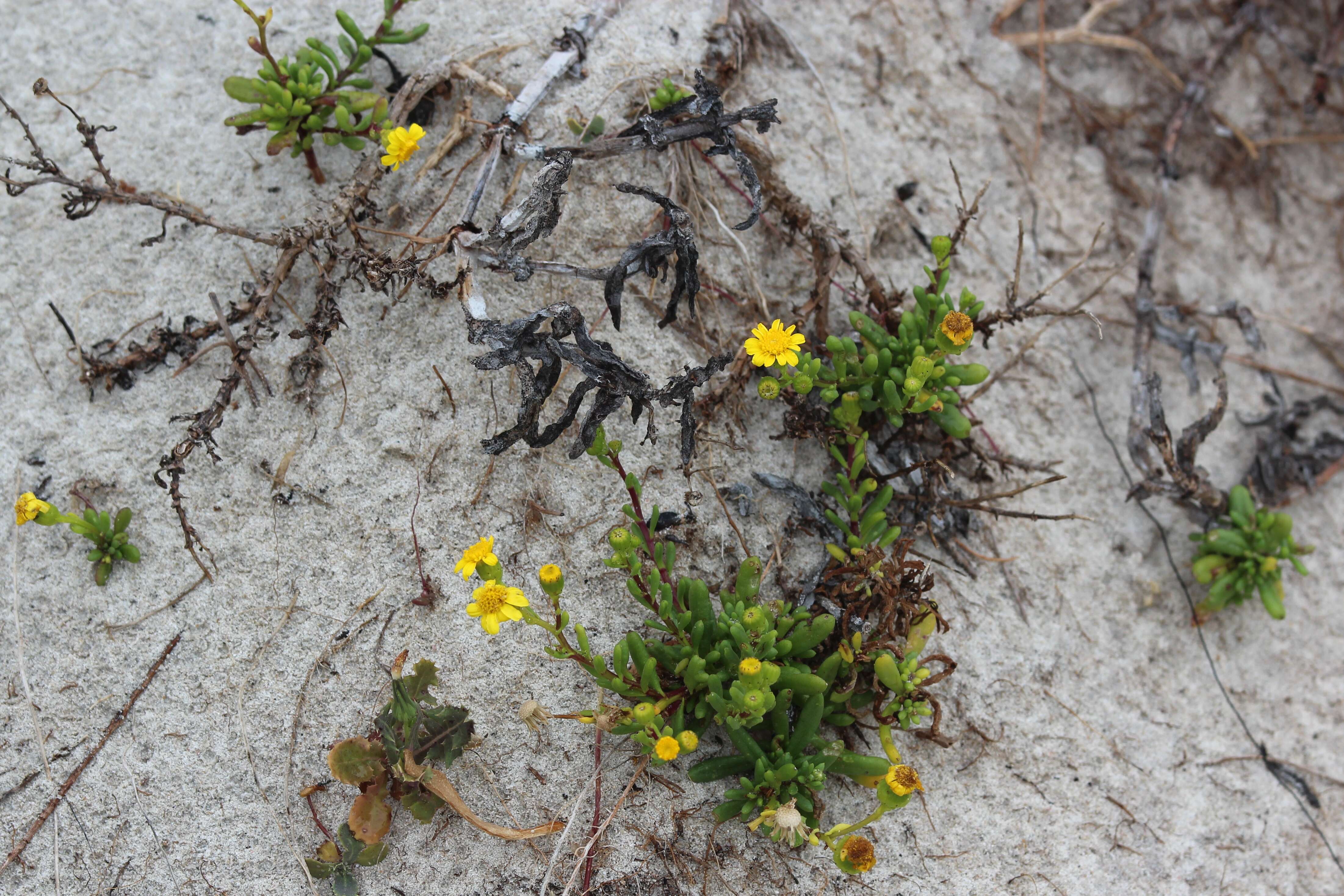 Image of Senecio pinnatifolius A. Rich.