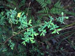 Image of pineland St. Johnswort