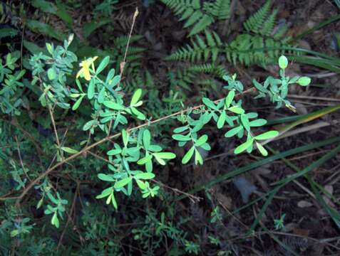 Sivun Hypericum suffruticosum P. Adams & N. Robson kuva