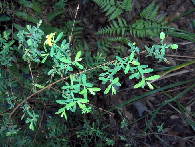 Image de Hypericum suffruticosum P. Adams & N. Robson