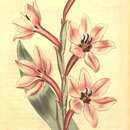 Image of Watsonia humilis Mill.