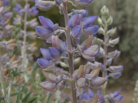 Image of Lupinus argenteus var. heteranthus (S. Watson) Barneby