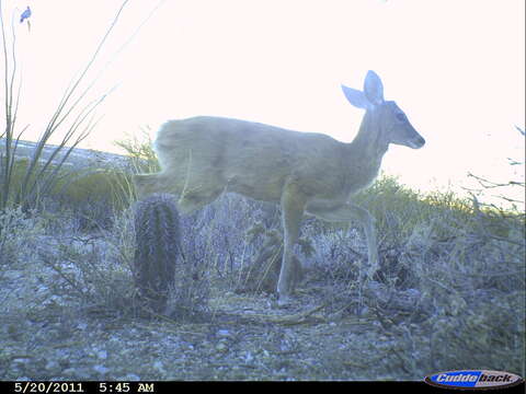 Image of White-tailed deer