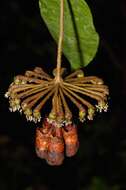 Image of Marcgravia nepenthoides Seem.