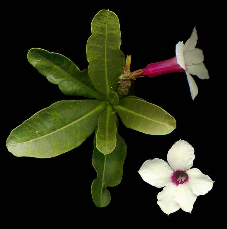 Image de Adenium obesum (Forsk.) Roem. & Schult.