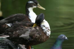 Image of Common Mallard