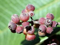 Image of Miconia hirtella Cogn.