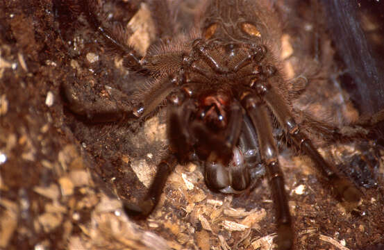 Image of Theraphosa