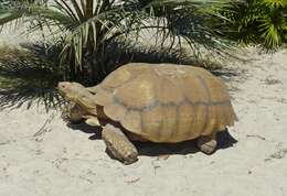 Image of spurred tortoise