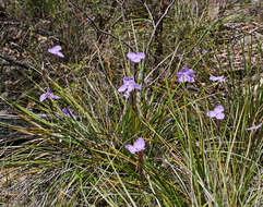 Imagem de Patersonia glabrata R. Br.