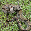 Boa constrictor amarali (Stull 1932) resmi