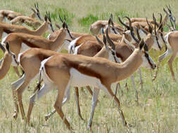 Image of Springbok