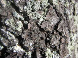 Image of Silverleaf Oak