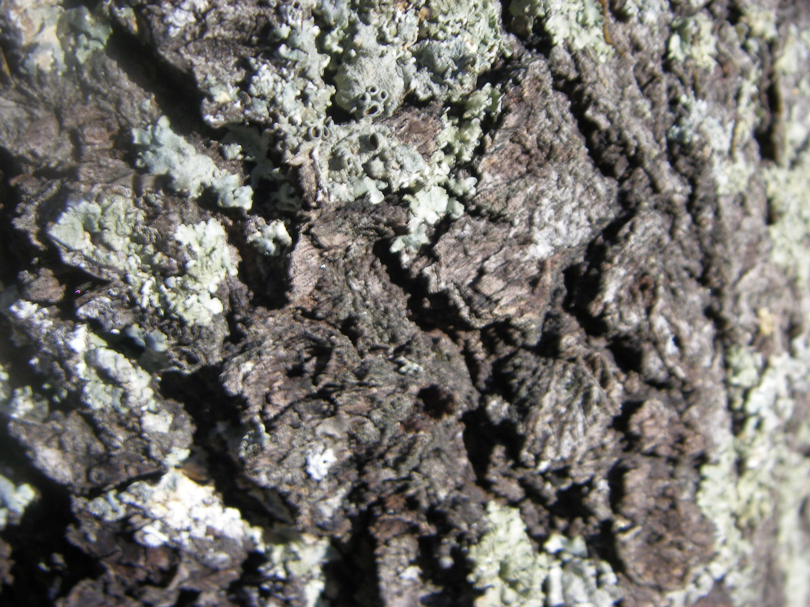 Sivun Quercus hypoleucoides A. Camus kuva