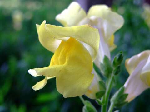 Image of Snap Dragons