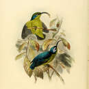 Image of Common Sunbird-Asity