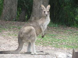 Image of Macropus giganteus giganteus Shaw 1790