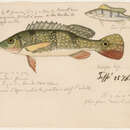 صورة Cichla monoculus Agassiz 1831