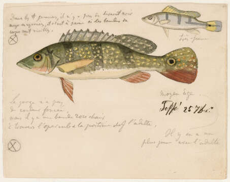 Image of Cichla monoculus Agassiz 1831