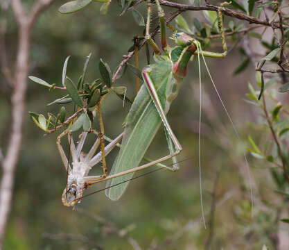 Image of Ectopistidectes