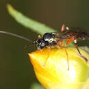 Image of Parasitoid wasp