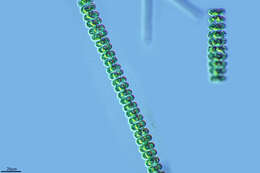 صورة Spondylosium planum