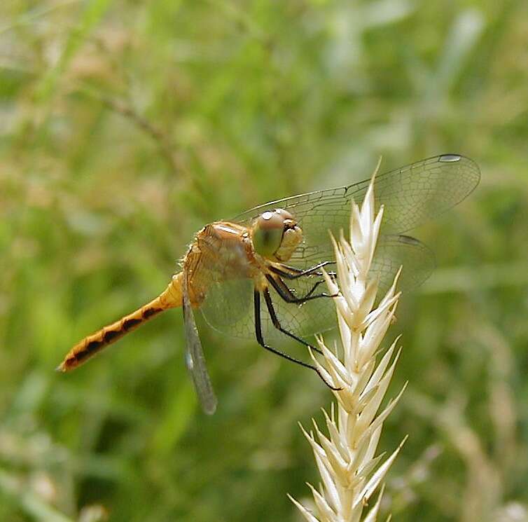 Image of Sympetrum Newman 1833