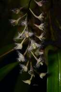 Image of Bulbophyllum lindleyanum Griff.