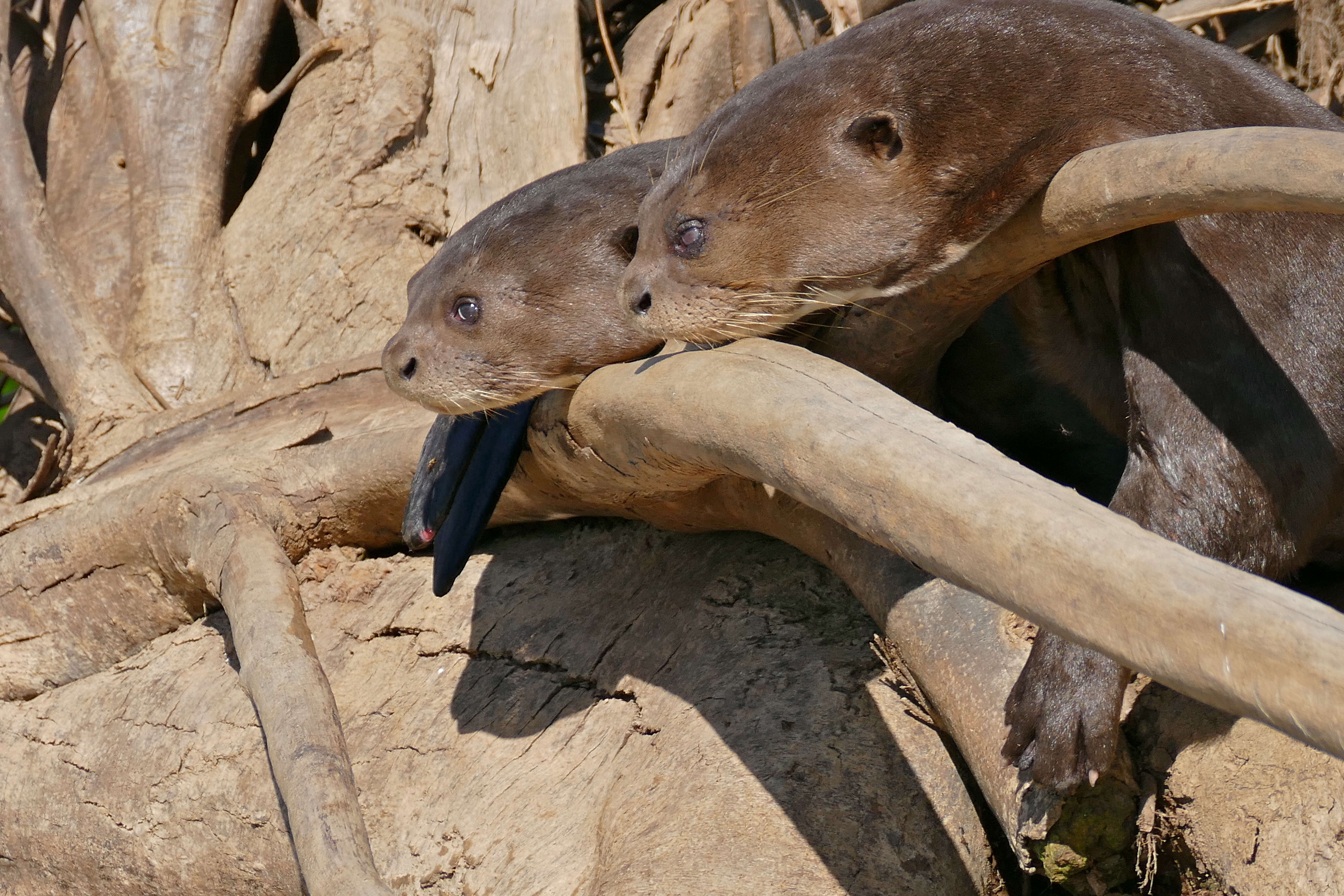 Image of giant otter