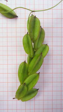 Image of Dioscorea sincorensis R. Knuth