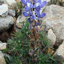 Image of Lupinus costaricensis D. B. Dunn