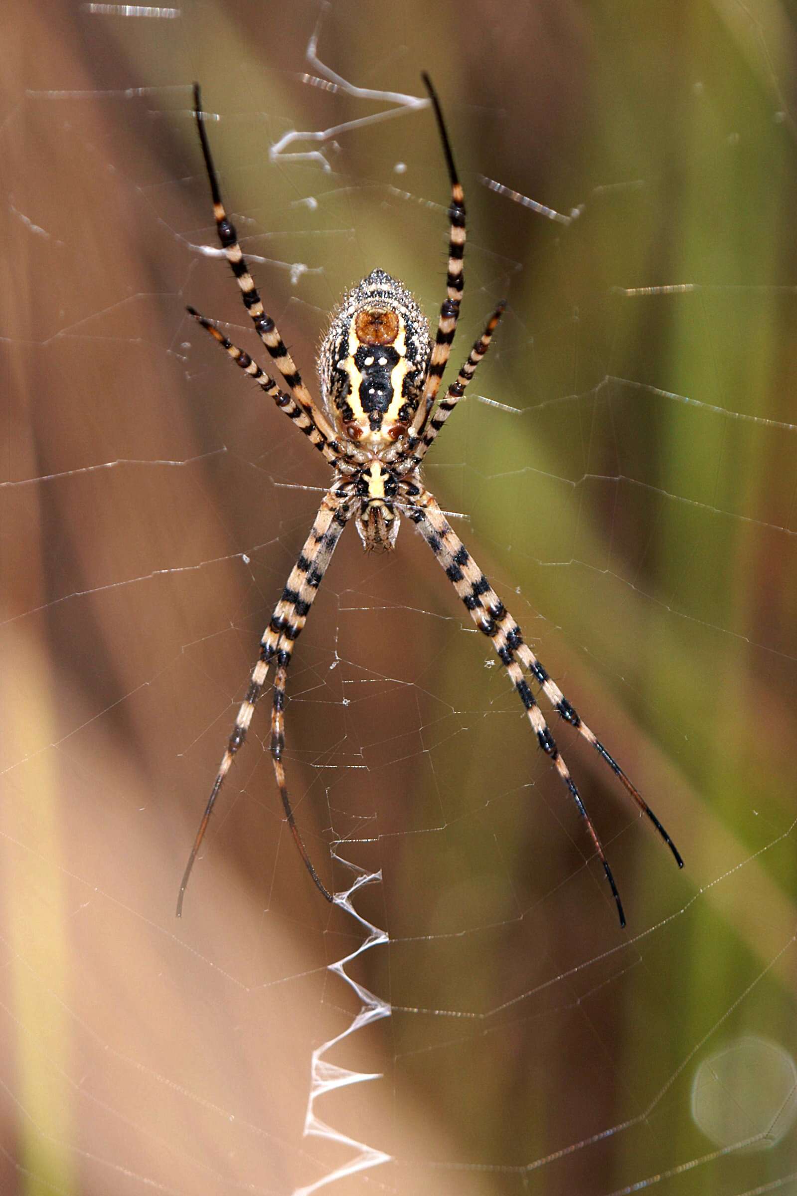 Image of Argiope