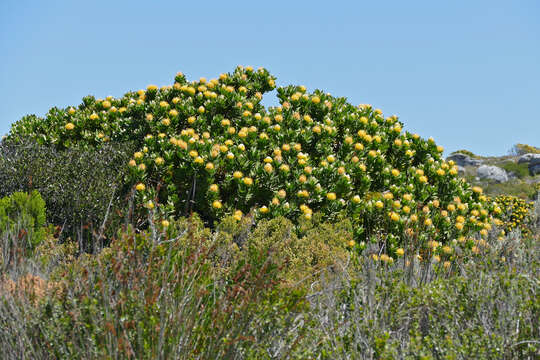 Image of Grey tree-pincushion