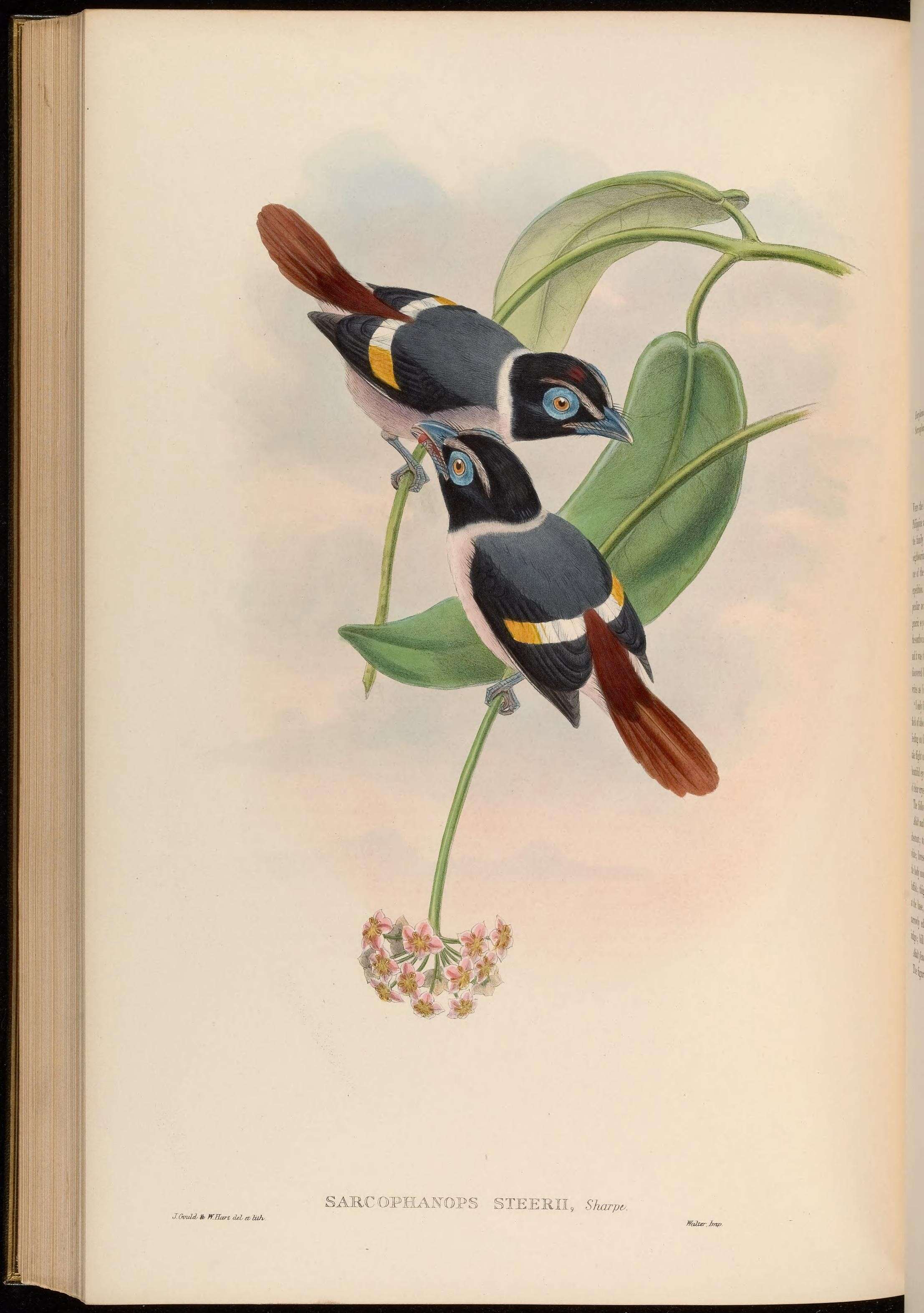 Image of Sarcophanops Gould 1877