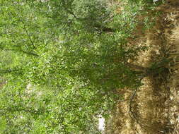 Sivun Magnoliophyta kuva