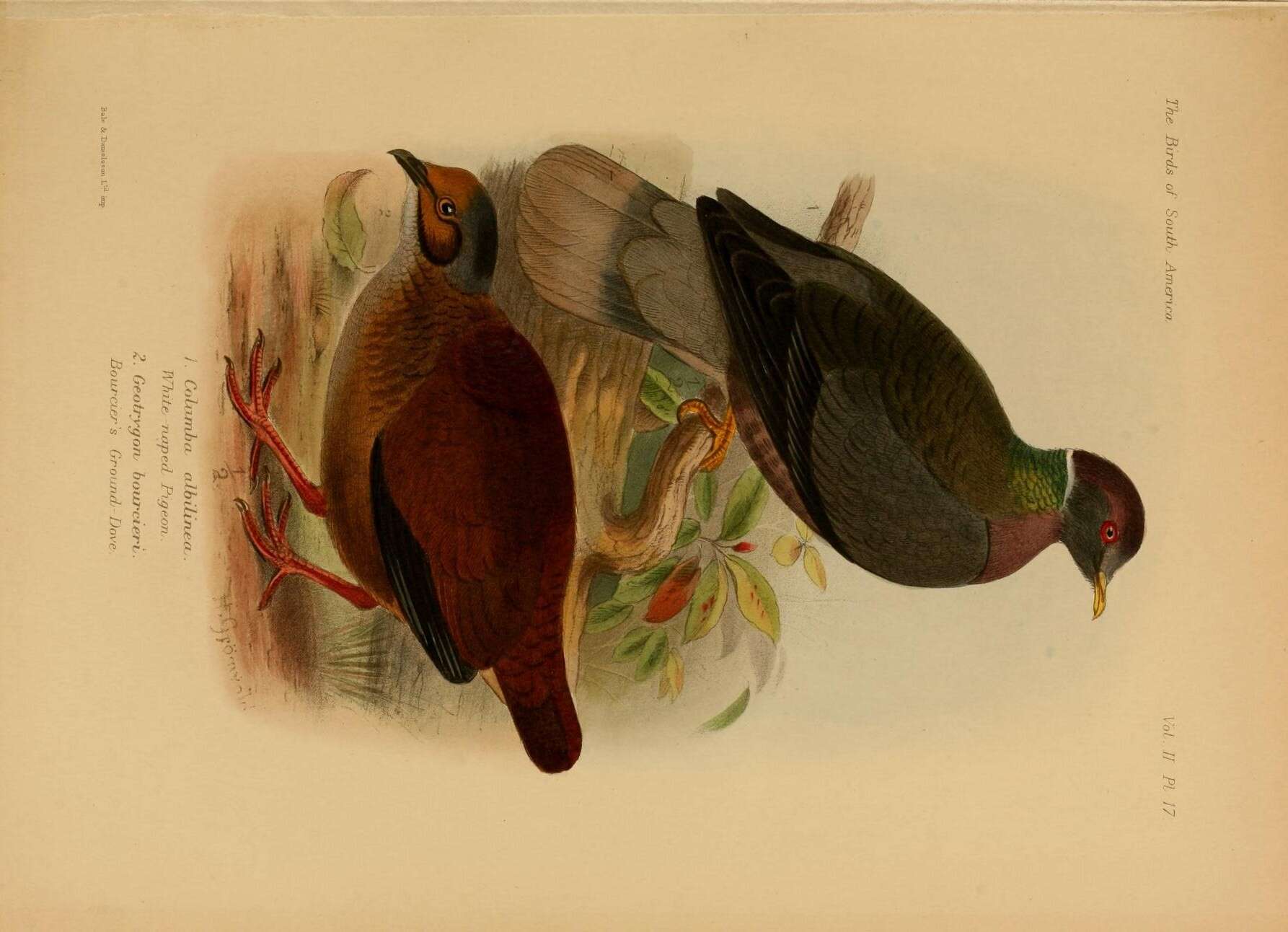 Image of Patagioenas Reichenbach 1853