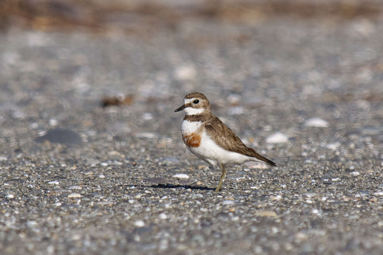 Charadrius Linnaeus 1758 resmi